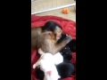 Monkey meets adorable puppies for the first time