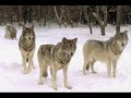 Korpiklaani Running with Wolves