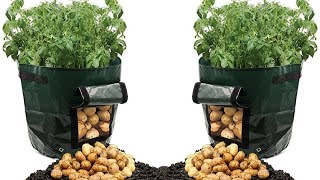 Believe It Or Not, This Can Grow Tons Of Potatoes in a Trash Bag Believe It Or Not, This Can Grow Tons Of Potatoes in a Trash Bag
