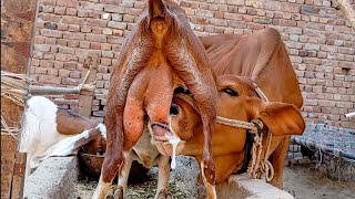 Breastfeeding Goat Milk New Latest Video Funny Cows Daily Goat Milk Nikka Haji