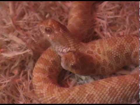 Nature's big picture: Rarest snake - Worldnews.com