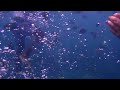 OLYMPUS TG-810 720P HD Underwater Movie Sample