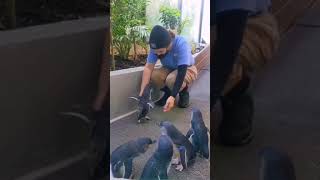 Little Penguin Love