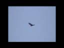 TURKEY  VULTURES - More Soaring than Flapping