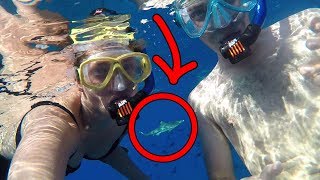 Sharks ate us lol (JackAsk #86) Sharks ate us lol (JackAsk #86)