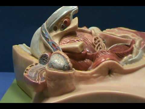 Male Reproductive Model Upright Model Penisavi Male Reproductive Model Upright Model Penisavi