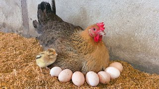 I Tried Raising Breeding Chickens For Profit And Went Bankrupt - Soson Farm