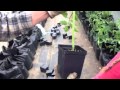 Transplanting tomato plants