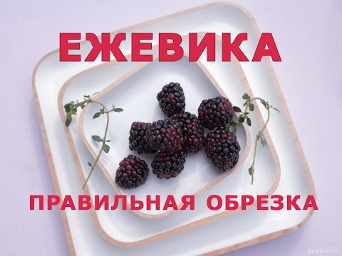 Поздравление с годом свадьбы куму 384 Поздравление с годом свадьбы куму 235