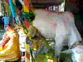 Indian woman travels with goat and cow to make money