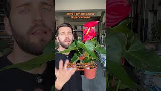 Anthurium Pianta Da Appartamento