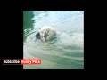 FUNNY DOGS LOVE SWIMMING 2019 VIDEO COMPILATION