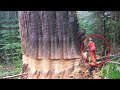 Extreme Dangerous Huge Trees Felling Skill Climbing With Chainsaw Machines Tree Cutting Down Skill