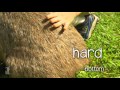 Bindi & Robert Irwin feature - Wombat (Kato)- Growing Up Wild.