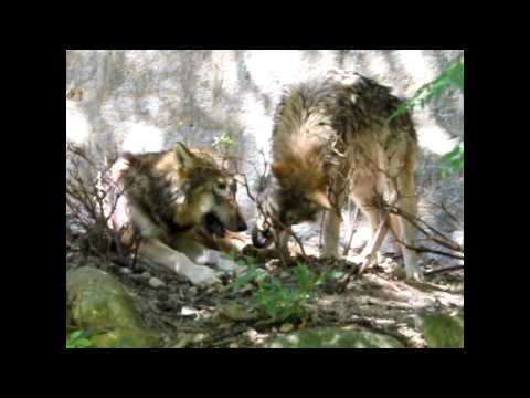 東山動植物園の仔オオカミ　２　シンリンオオカミ