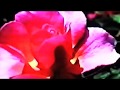 La Vie En Rose - Donna Summer ( Music Video - 'Tribute To Edith Piaf' - CD )