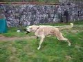 KANGAL