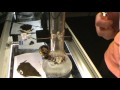 hash