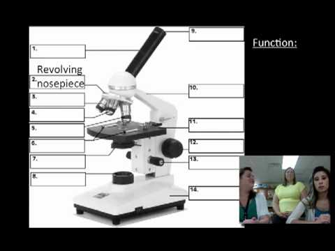 Microscope Parts and Functions - YouTube