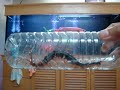 Jackpot eat centipede by Champ.MPG