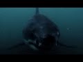 JOHN WEST TUNA TO GO AD SHARK VS FISHERMAN