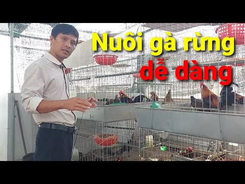 Làm cách nào để nuôi gà rừng mau dạn như thế này đây?