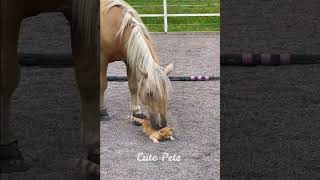 Horse Eating Cat