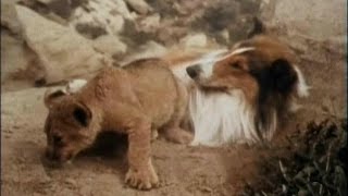 Lassie - Episode #433 - "Interlude of Mercy" - Season 13, Ep. 16 - 01/08/1967