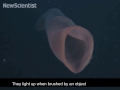 Giant glowing worm lights up the ocean