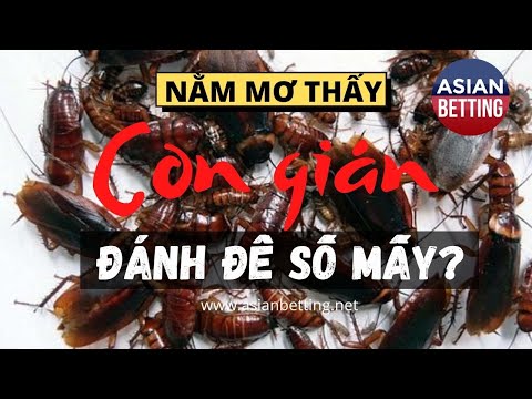 Chiêm bao thấy con gián đánh đề số mấy làm giàu? Có điềm gì? | Asianbetting.net