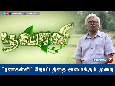 'Ranakalli' plant helps to cure kidney stone | Poovali | News7 Tamil