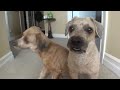 Pirillo Vlog 736 - Cuteness Overload (The Wicket & Pixie Adventure)