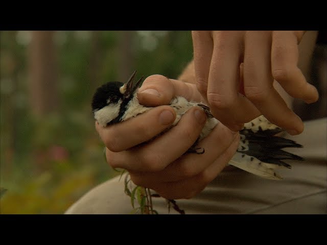 Watch Red-cockaded woodpecker management on YouTube.