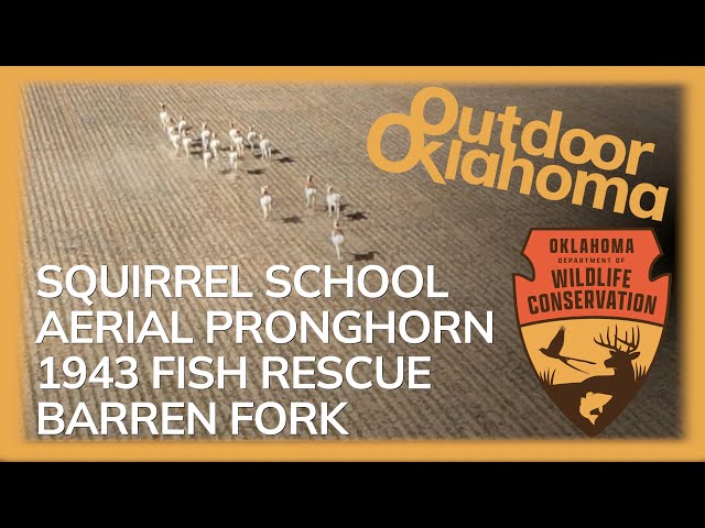 Watch Outdoor Oklahoma 4731 (Squirrel School, Prodigious Pronghorn, 1943 Grand fish rescue, Barren Fork) on YouTube.
