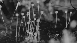 The Mushroom Opera