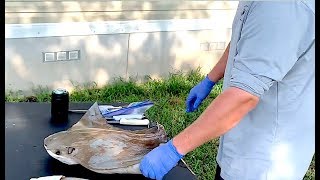 Cownose Ray Catch And Cook