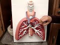 Lungs