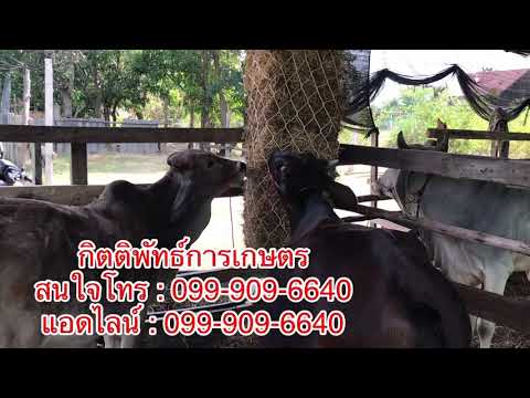 ตาข่ายใส่ฟาง/หญ้า ให้ ( วัว-ควาย - แพะ - แกะ - ม้า ฯ)สนใจโทร 099-909-6640