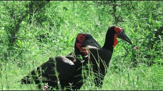 Southern Ground Hornbill Sound Bird Sound Africa Wild Animal Sound
