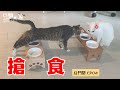 【豆鬥榮 EP04】有一種飯 叫做別人碗裡的飯