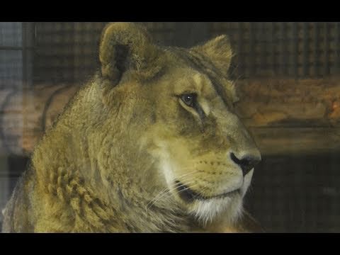 ブチハイエナの鳴き声に反応するライオン