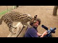 Wild Cat Loves Cameraman's Hair | Crazy Cameramen Ep06