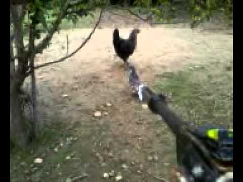 chasse pigeon a la carabine a plomb YouTube