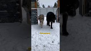 The Wolf Vs Turkish Kangal