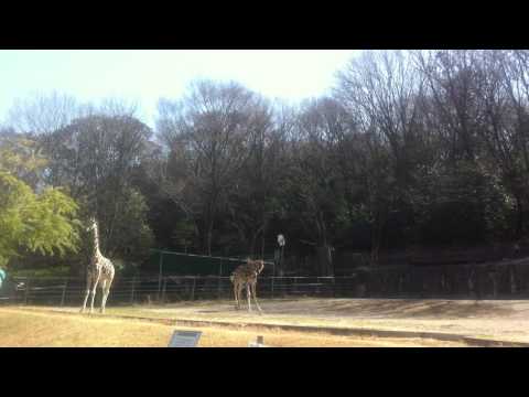 キリンは、走る；The giraffe runs． ．MOV