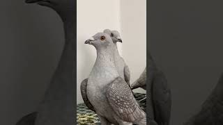 Pigeon Status