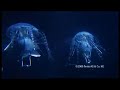 jellyfish-robot-aquajelly-airjelly-sexy-robots-videos-.html