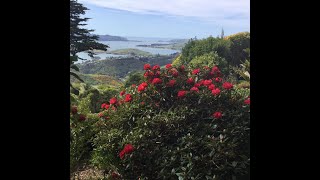 Visiting Larnach Castle Gardens with Fantail Tours