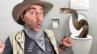 Angry Brown Snake In Toilet!