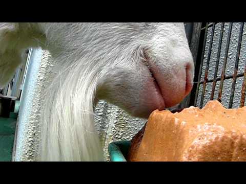 岩塩を舐めるヤギのクローズアップ。Goat lick salt． Close-up．